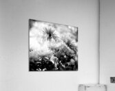 Mums and More in Black and White  Acrylic Print