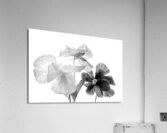 Spring Pansies in Black and White  Acrylic Print