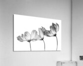 Delicate Cosmos in Black and White  Acrylic Print