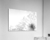 Chrysanthemum in Black & White  Acrylic Print