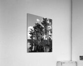 Florida Bald Cypress  Acrylic Print