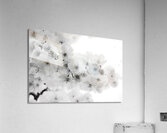 Delicate Cherry Blossoms  Acrylic Print