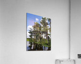 Florida Bald Cypress Trees  Acrylic Print