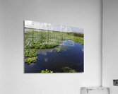 Blue Cypress Lake  Acrylic Print