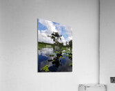 Osprey Reflections  Acrylic Print