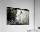 The White Wolf  Acrylic Print