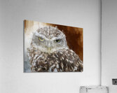 Burrowing Owl Portrait  Acrylic Print