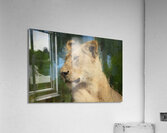 The Kings Mate and Lioness Portrait  Acrylic Print