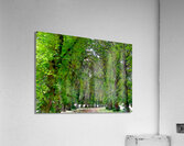 Canopy of Trees Trail  Acrylic Print