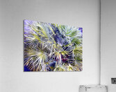 Palms & Berries  Acrylic Print