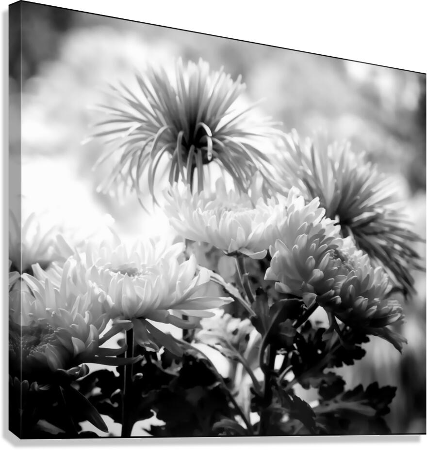 Mums and More in Black and White  Canvas Print