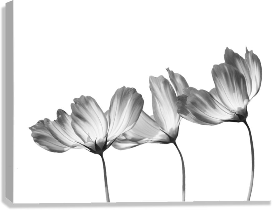 Delicate Cosmos in Black and White  Canvas Print