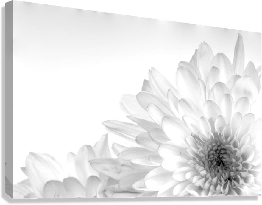 Chrysanthemum in Black & White  Canvas Print