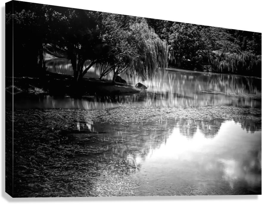 Willow Water Reflections  Canvas Print