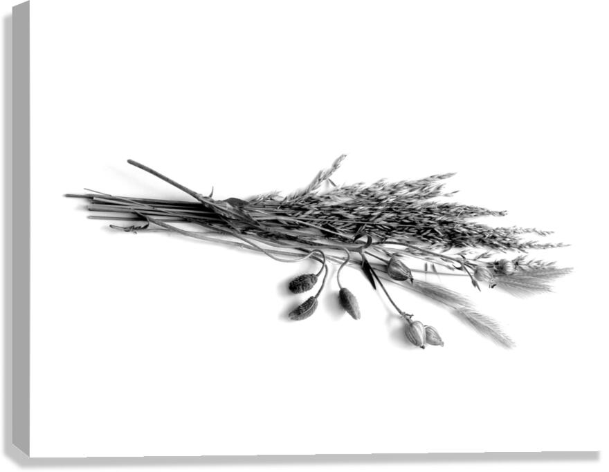 Dried Grasses and Flower Pods  Canvas Print