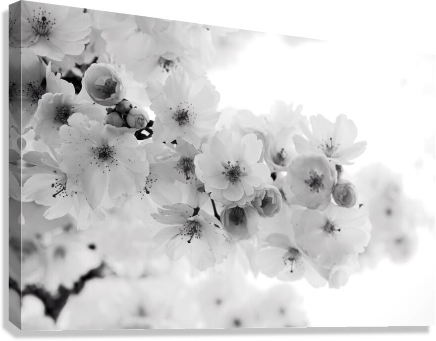 Delicate Cherry Blossoms  Canvas Print
