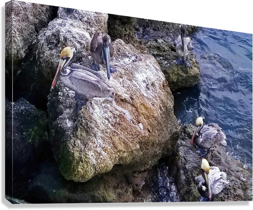 Pelican Perch  Canvas Print