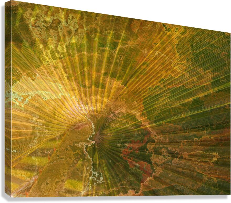 Palm Burst Rays  Canvas Print