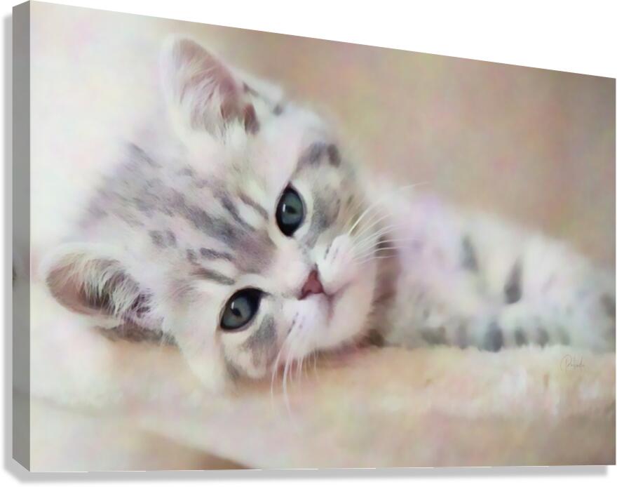 Kitty Cat Snuggling In  Canvas Print
