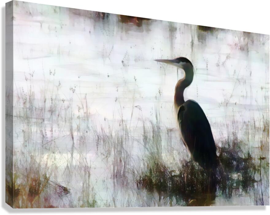 Great Blue Heron In The Shallows  Canvas Print