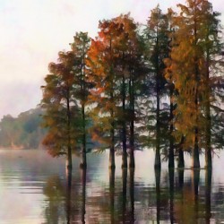 Cypress Trees On The Water