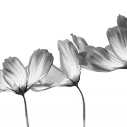 Delicate Cosmos in Black and White