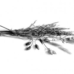 Dried Grasses and Flower Pods