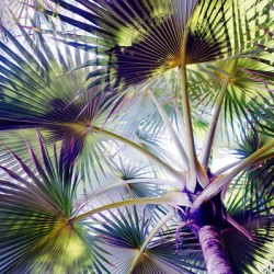Glorious Palms