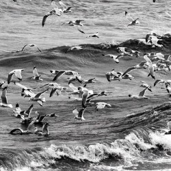 Morning Gulls
