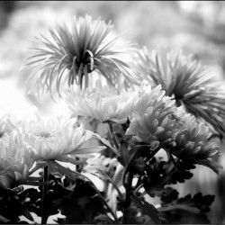 Mums and More in Black and White