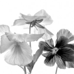 Spring Pansies in Black and White