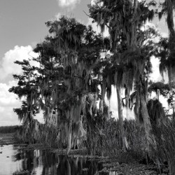 Florida Bald Cypress