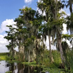 Florida Bald Cypress Trees