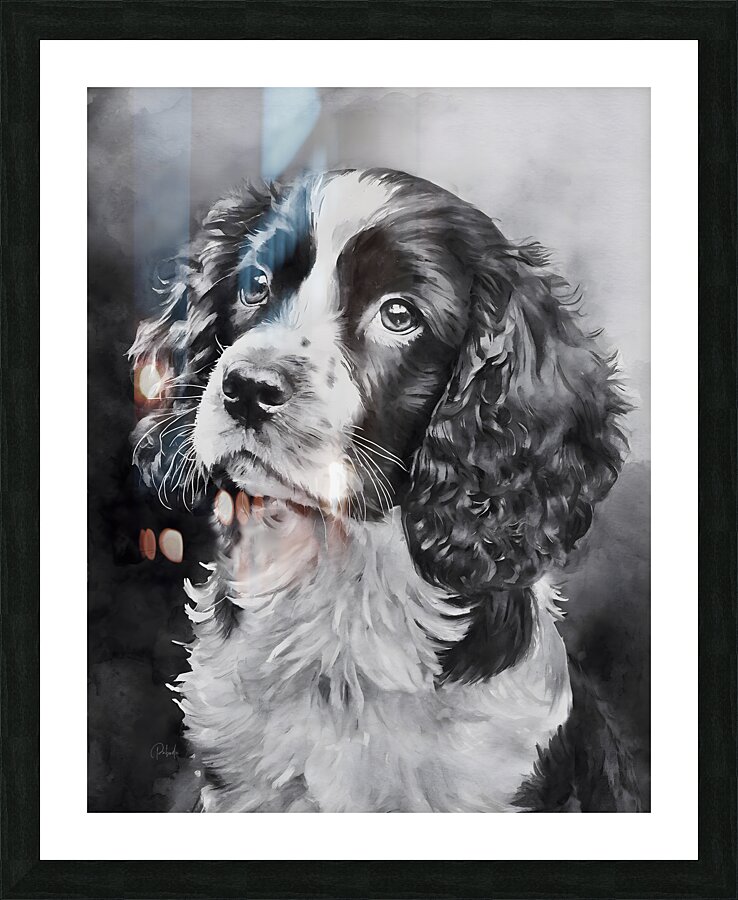 Springer Spaniel Puppy  Framed Print Print