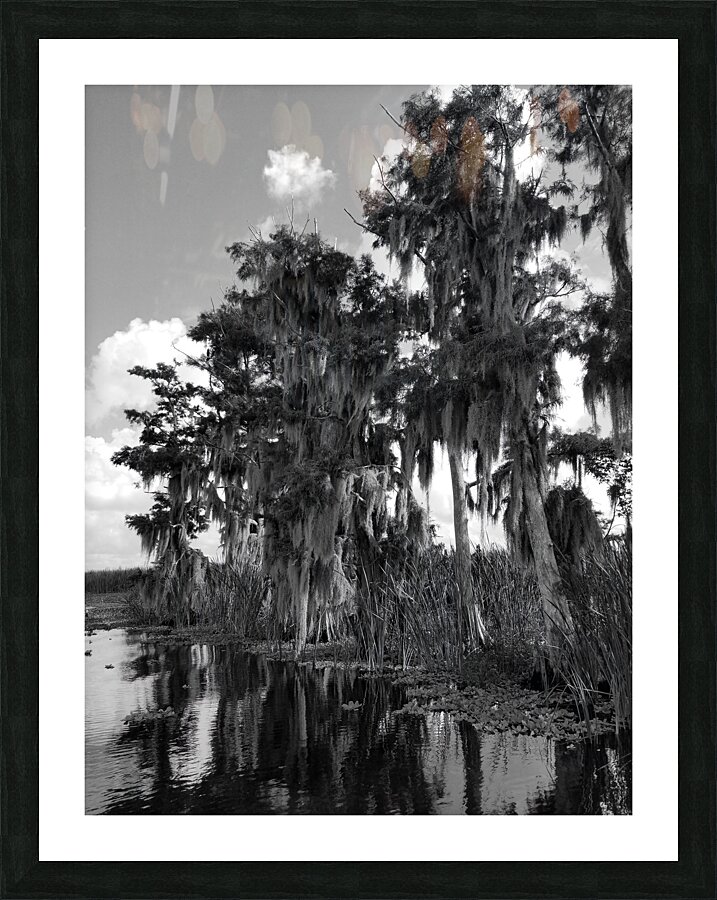 Florida Bald Cypress  Framed Print Print