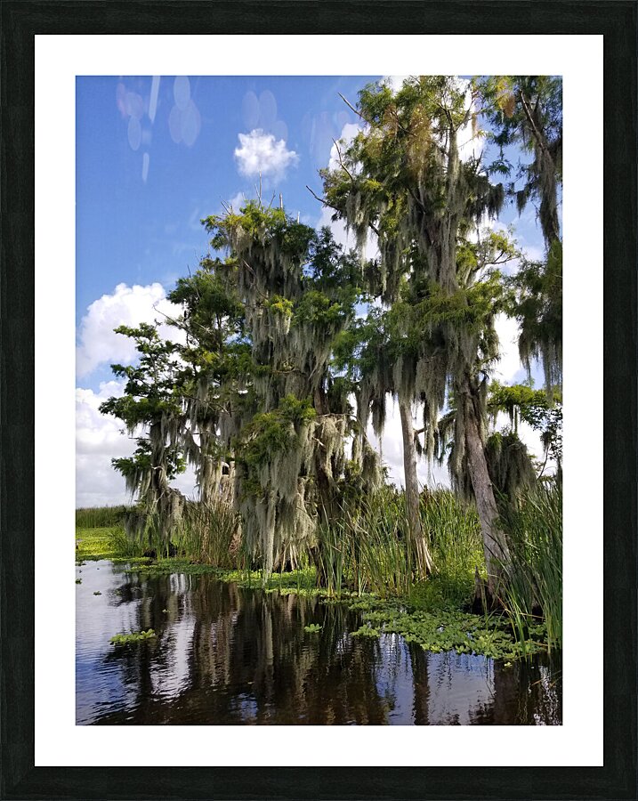 Florida Bald Cypress Trees  Framed Print Print
