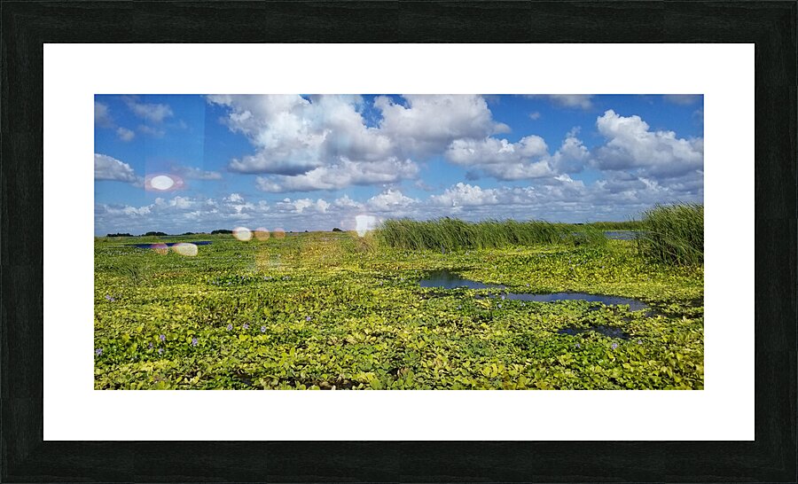 Blue Cypress Lake II  Framed Print Print