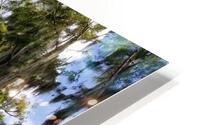 Florida Bald Cypress Trees HD Metal print