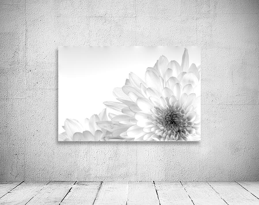 Chrysanthemum in Black & White by Pabodie Art
