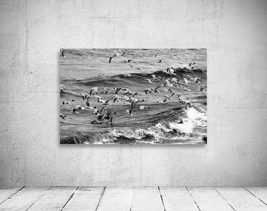 Morning Gulls by Pabodie Art