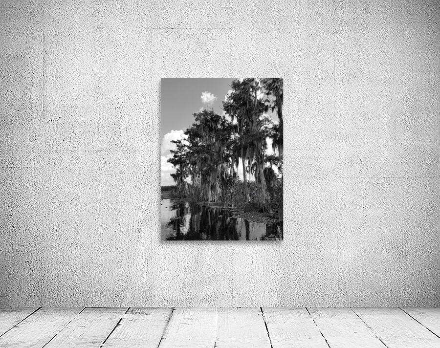 Florida Bald Cypress by Pabodie Art
