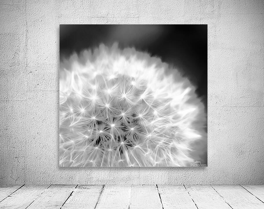 Dandelion Fluff by Pabodie Art
