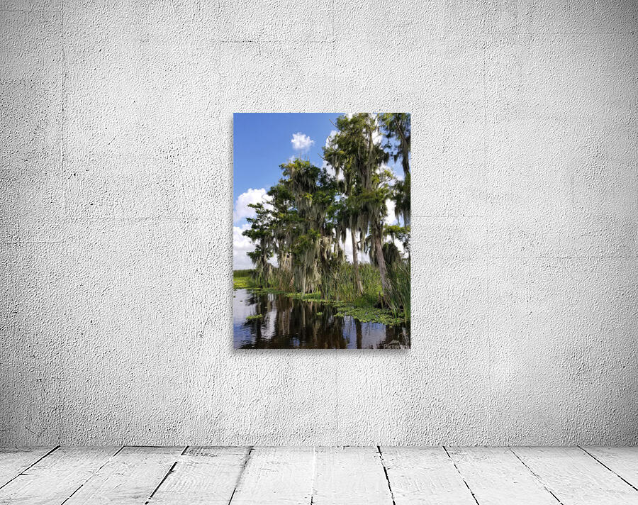 Florida Bald Cypress Trees by Pabodie Art