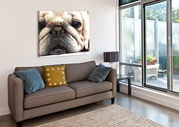 FIG THE MINIATURE FRENCH BULLDOG PABODIE ART  Canvas Print