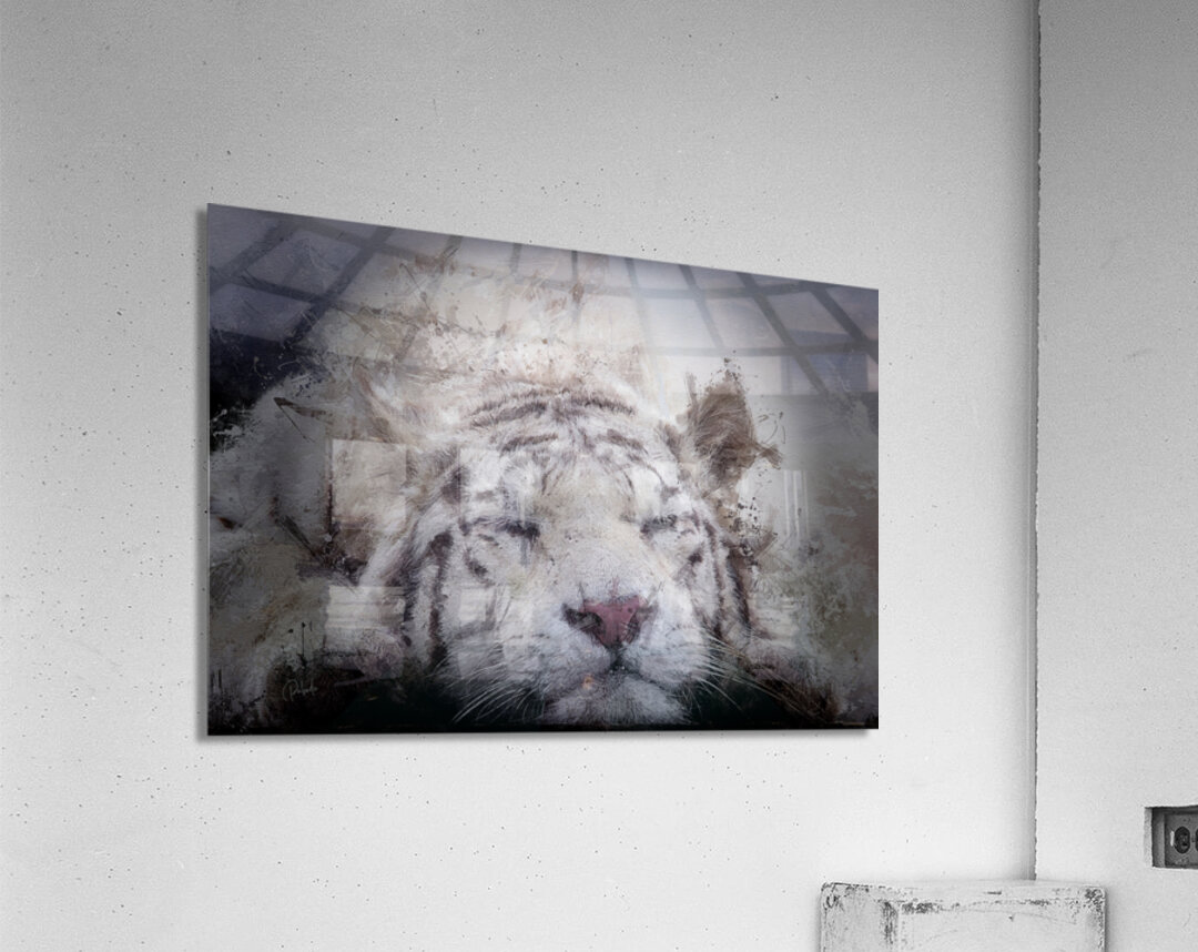 Sleepy White Tiger  Acrylic Print 