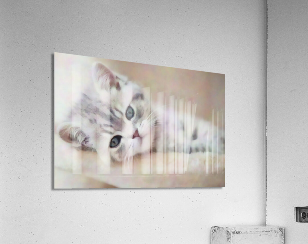 Kitty Cat Snuggling In  Acrylic Print 