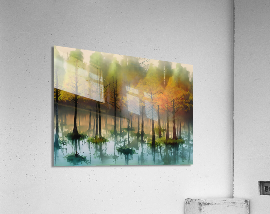 Cypress Trees in the Swamp II  Acrylic Print 