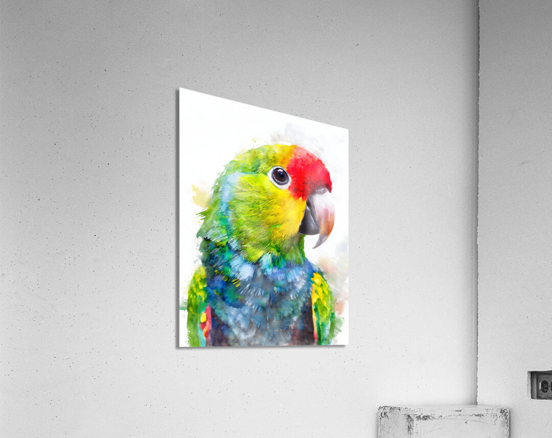 Electus Parrot Watercolor  Acrylic Print 