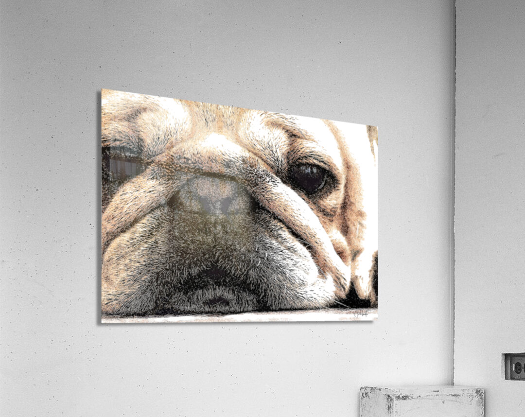 Fig The Miniature French Bulldog  Acrylic Print 