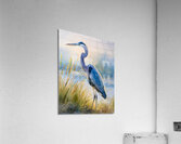 Blue Heron Beachside  Impression acrylique